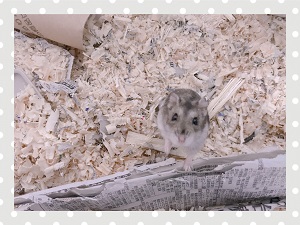 こたろう