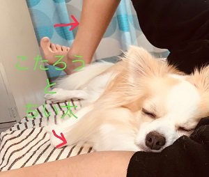 こたろう
