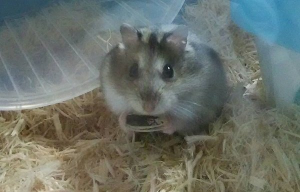 こたろう